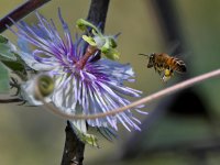 Passiflora5.jpg