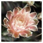 blossom-pink.jpg