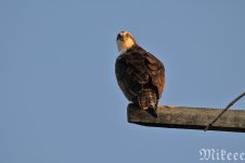 DSC_1249_01.jpg