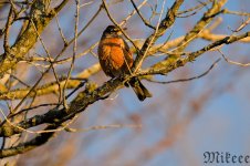 DSC_1247_01.jpg