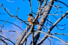 DSC_1233_01.jpg