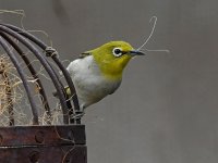 WhiteEye5.jpg