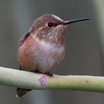 Hummer11.jpg