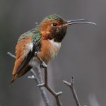 Hummer17.jpg
