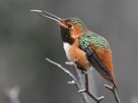 Hummer20.jpg