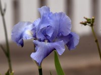 Iris3.jpg