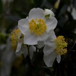 WhiteFlower.jpg