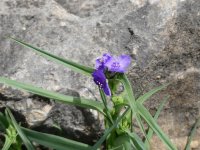 P1000102_cr.jpg