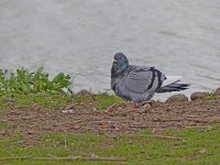 P1000120_L.jpg