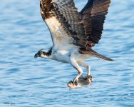 OspreyFish-180.jpg
