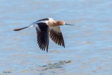 Avocet-181.jpg