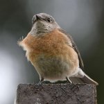 Bluebird2.jpg