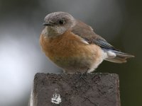 Bluebird4.jpg