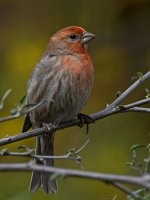 Finch5.jpg