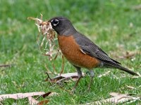 Robin.jpg