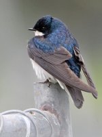 Swallow.jpg