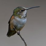 Hummer7.jpg
