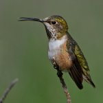 Hummer19.jpg