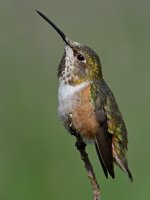 Hummer20.jpg