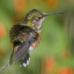 Hummer26.jpg