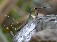 Hummer31.jpg