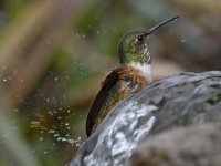 Hummer32.jpg