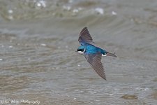 RD5_0538-Tree Swallow on the wing.jpg