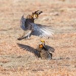 PrairieChckenFight-181.jpg