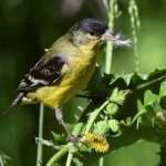 Goldfinch4.jpg