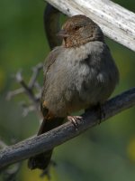 Towhee3.jpg