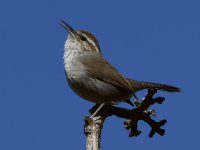 Wren2.jpg