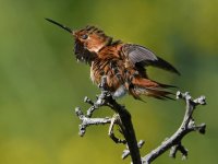 Hummer4.jpg