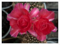 diff-blossom-4.jpg