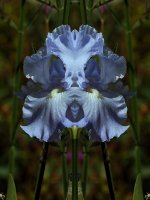 DoubleIris4.jpg