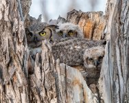 OwlMom-181.jpg