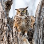OwlMom-182.jpg