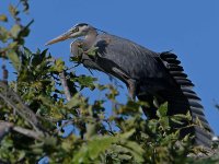 BlueHeron.jpg