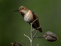 Hummer25.jpg