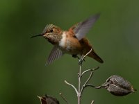 Hummer26.jpg