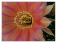 diff-blossom-2.jpg