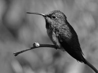 HummerBW.jpg