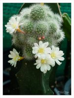 diff-blossom-5.jpg