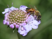 Bee.jpg