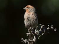 Finch.jpg