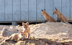 Four cubs blurry (1 of 1).jpg