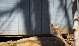 Two cubs 1 (1 of 1).jpg