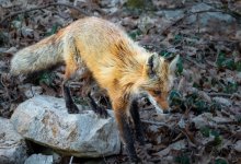 Dad Fox 1 (1 of 1).jpg