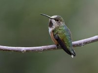 Hummer3.jpg