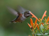 Hummer8.jpg