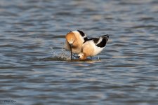 AvocetMating-181.jpg